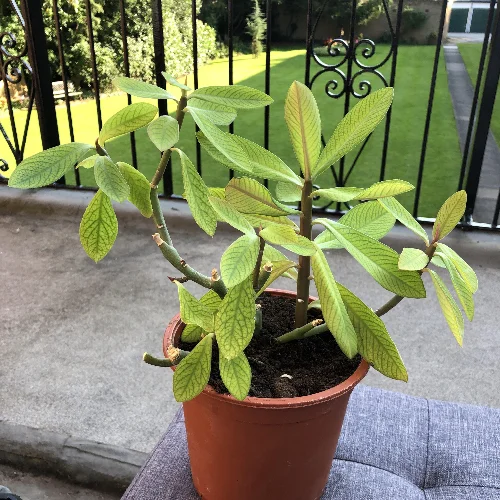 Rudraksha plant